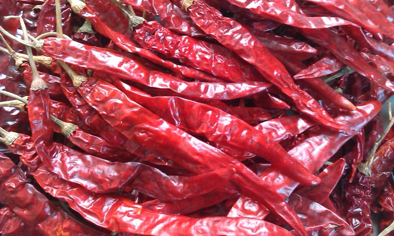 Chilli (Red Chilli)