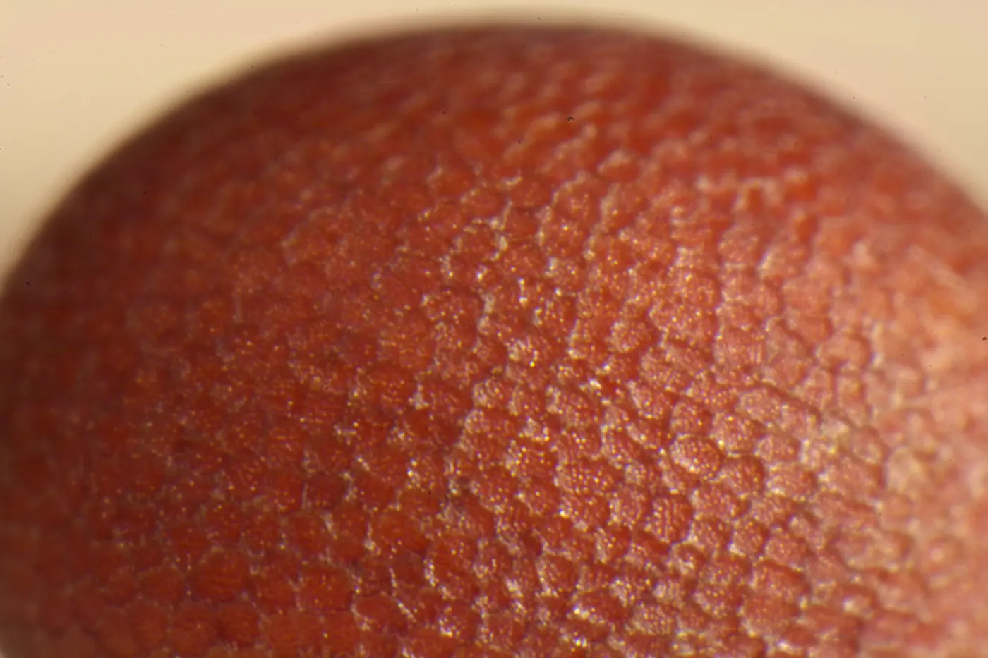 Mustard Seeds